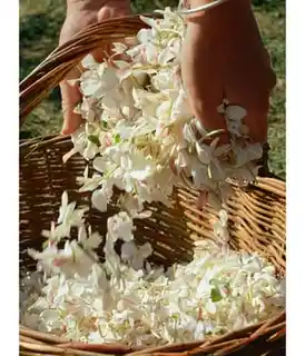 Acqua Di Parma Signatures of the Sun Gelsomino a Freddo Woda perfumowana 100 ml