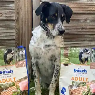 Bosch Adult 15 kg - sucha karma dla dorosłych psów 15kg