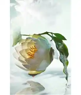 Bvlgari POUR HOMME Woda perfumowana 50 ml