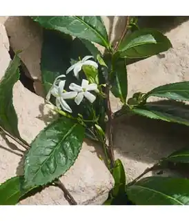 Dolce & Gabbana Light Blue Capri in Love Woda perfumowana 50 ml