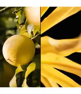 Guerlain Terracotta Woda toaletowa 75 ml