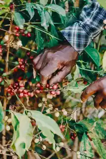 Heyday Group Kawa Ziarnista Peru Z Palarni Kiwi Garden 200G