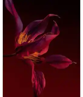 Hugo Boss The Scent Elixir For Her New Design Perfumy 30 ml