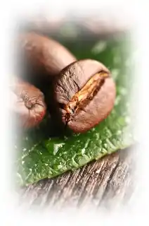 Illy Caffe Illy Intenso 250g kawa ziarnista w puszce