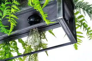 King Home Lampa wisząca kwietnik Semira 180 industrial, metalowa, czarna