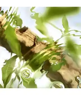 Lancome Les o off Now Woda toaletowa 100 ml