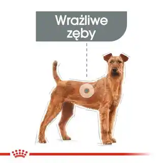 Royal Canin CCN Medium Dental Care 10kg