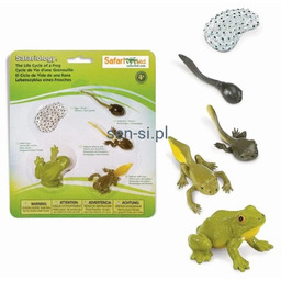 Cykl życia żaby- figurki