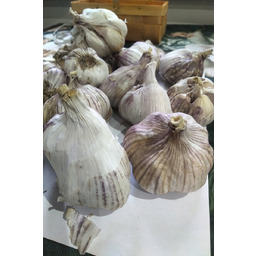 Czosnek chiński świeży 0,9 kg