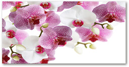 Foto obraz szkło hartowane Orchidea