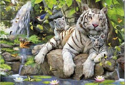 Educa, puzzle, Tygrysy bengalskie, 1000 el.