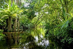 Fototapeta FORET Tropicale 4 x 2,70 m panorama