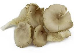 Boczniaki grzyby świeże ekologiczne (ok. 0,2 kg) (EKO)