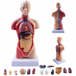 Edukacyjny Model Anatomiczny Ludzkiego Ciała 3D Szkielet Organy