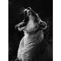 PUZZLE Lew Lwica Tygrys Zwierzęta A3 252 el