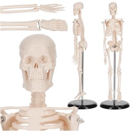 Miniaturowy model anatomiczny - szkielet człowieka - realistyczne