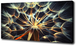 Foto obraz canvas Dmuchawce