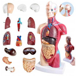 Edukacyjny Model Anatomiczny Ludzkiego Ciała Organy Wewnętrzne 3d