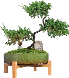 ARTKETTY Doniczki na rośliny  ceramiczna doniczka bonsai