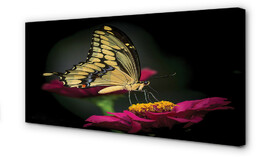 Obraz na płótnie Motyl na kwiatku