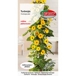 Tunbergia - Thunbergia alata pnącze - żółte