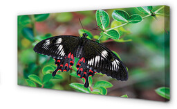 Obraz na płótnie Liście kolorowy motyl
