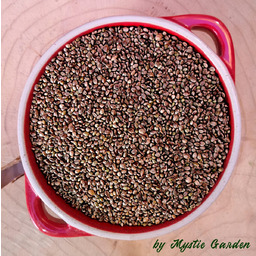 Nasiona Konopii Konopia Konopie 5kg certyfikat