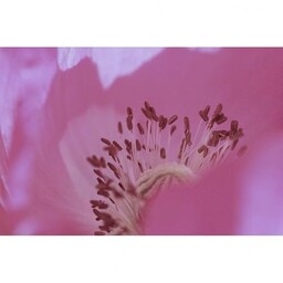 Obraz na ścianę ze szkła akrylowego SINGULIERE 60x40