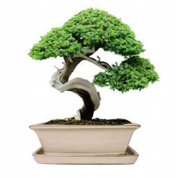 Donica Do Bonsai Z Podstawką Ceramiczna Szkliwiona Kremowa