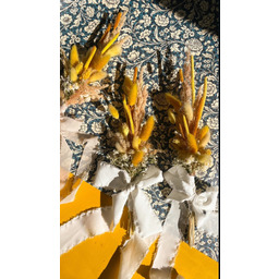 Pakamera Palma wielkanocna palemka żółta kurczaczkowa suszone kwiaty