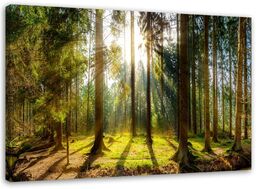 Obraz na płótnie, Promienie w słonecznym lesie 120x80
