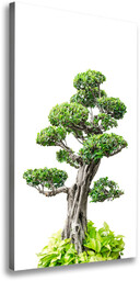 Foto obraz na płótnie pionowy Drzewo bonsai