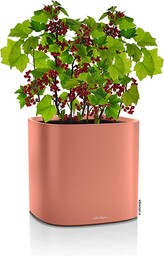 Lechuza Donica, System Nawadniania, Pila Color Donica Koralowa