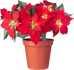 WeRChristmas doniczka na kwiaty, gwiazda bożonarodzeniowa, podświetlana, wielokolorowa,