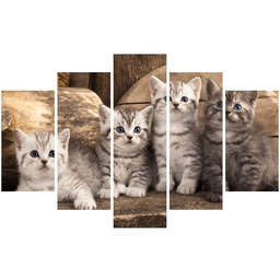 Obraz koty brytyjskie kocięta kotki