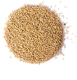 Gorczyca biała ziarno 100g