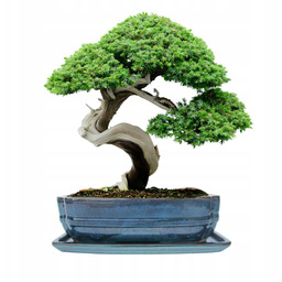 Donica Do Bonsai Z Podstawką Ceramiczna Szkliwiona Turkusowa