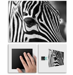 Plakat metalowy zebra L