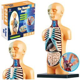 DLA DZIECI ANATOMICZNY MODEL EDUKACYJNY