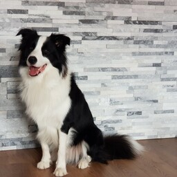 Kamień elewacyjny-dekoracyjny kwarcytowy stackstone cloud 10x40