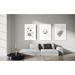 Pakamera Plakat Muszle - Komplet 3 wydruków