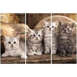 Obraz koty brytyjskie kocięta kotki