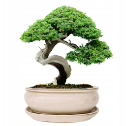 Donica Do Bonsai Z Podstawką Ceramiczna Szkliwiona Kremowa