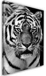 Obraz na płótnie, Czarno-biały tygrys 40x60