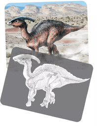 Rentgeny dinozaurów - dopasowywanie