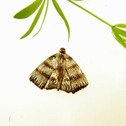 Broszka srebra z Ćmą Tęczową