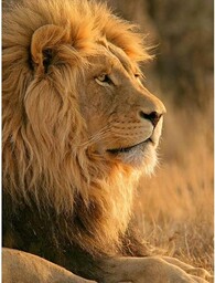 Wee Blue Coo Duży afrykański lew siedzący słońce