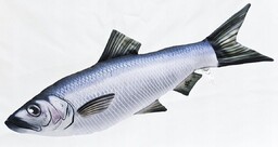 Maskotka śledź mini ryba - 35cm