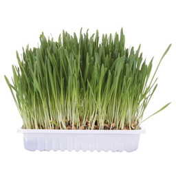 Trixie Trawa dla kota pojemnik 100g 4235