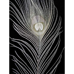 The Art Group Alyson Fennell (białe pawie pióro)